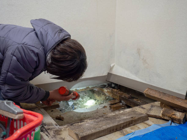 Best Attic Mold Removal  in Kalifornsky, AK