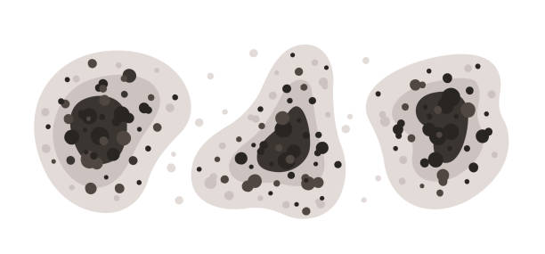 Mold Documentation for Insurance Claims in Kalifornsky, AK