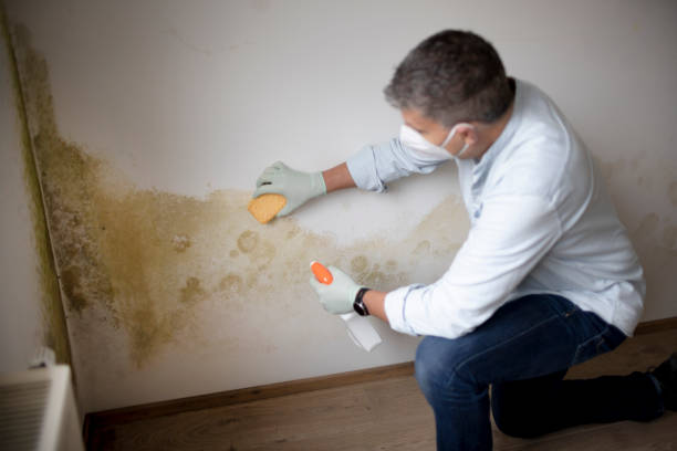 Best Black Mold Removal  in Kalifornsky, AK
